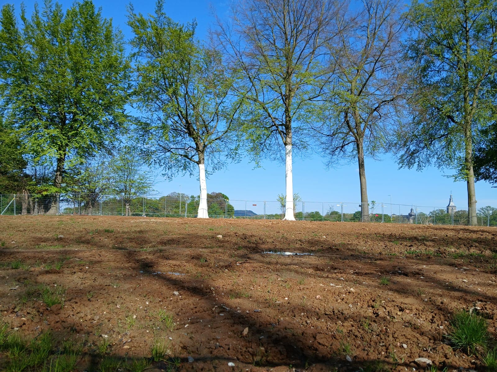 Beschermde bomen met gekalkte stammen op een heringericht terrein