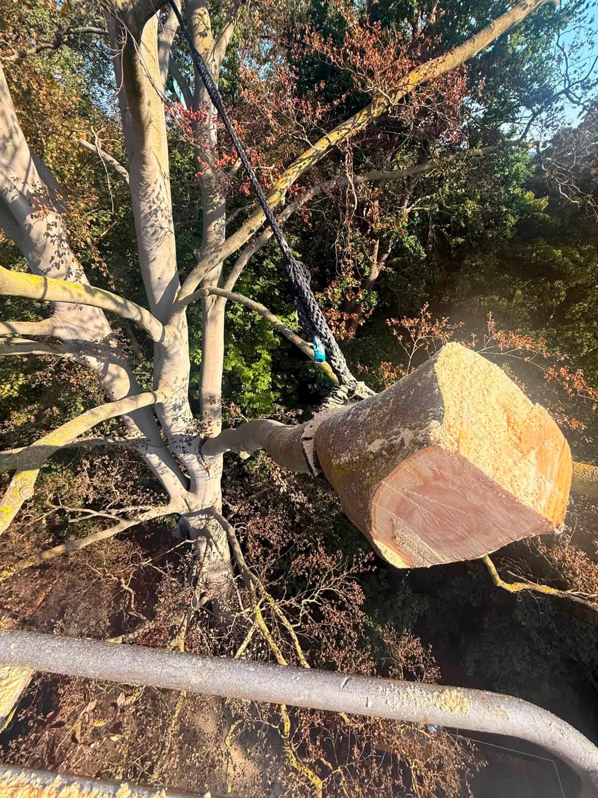 Afgezaagd stamdeel hangt gecontroleerd aan de takel boven de kroon