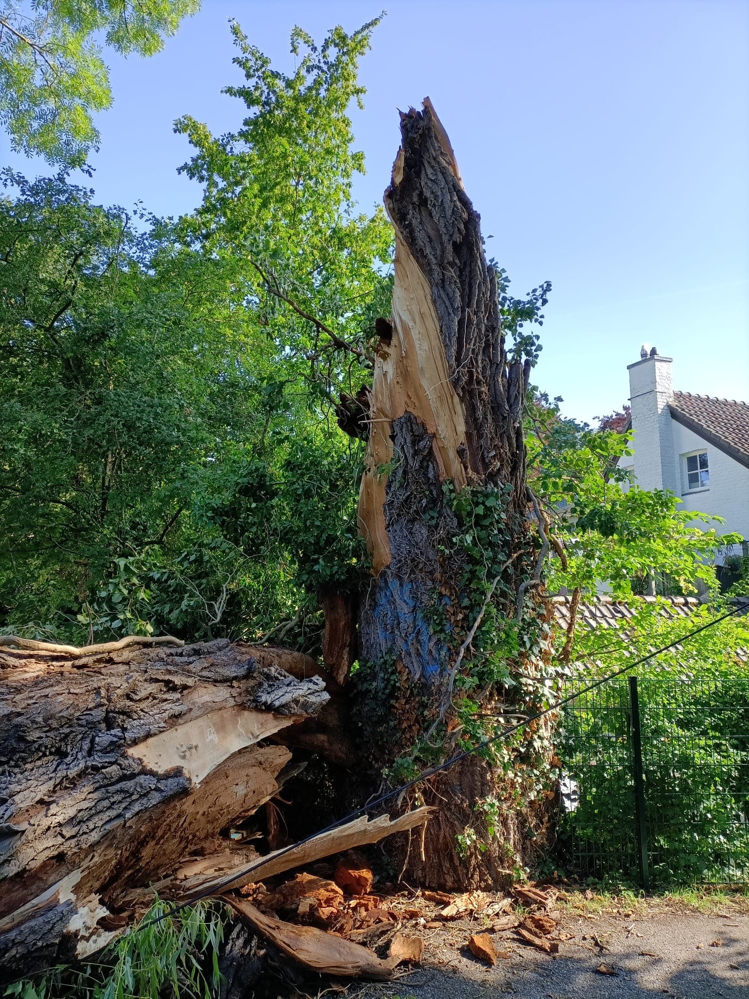 Zwaar gescheurde boomstam na stormschade naast een woning