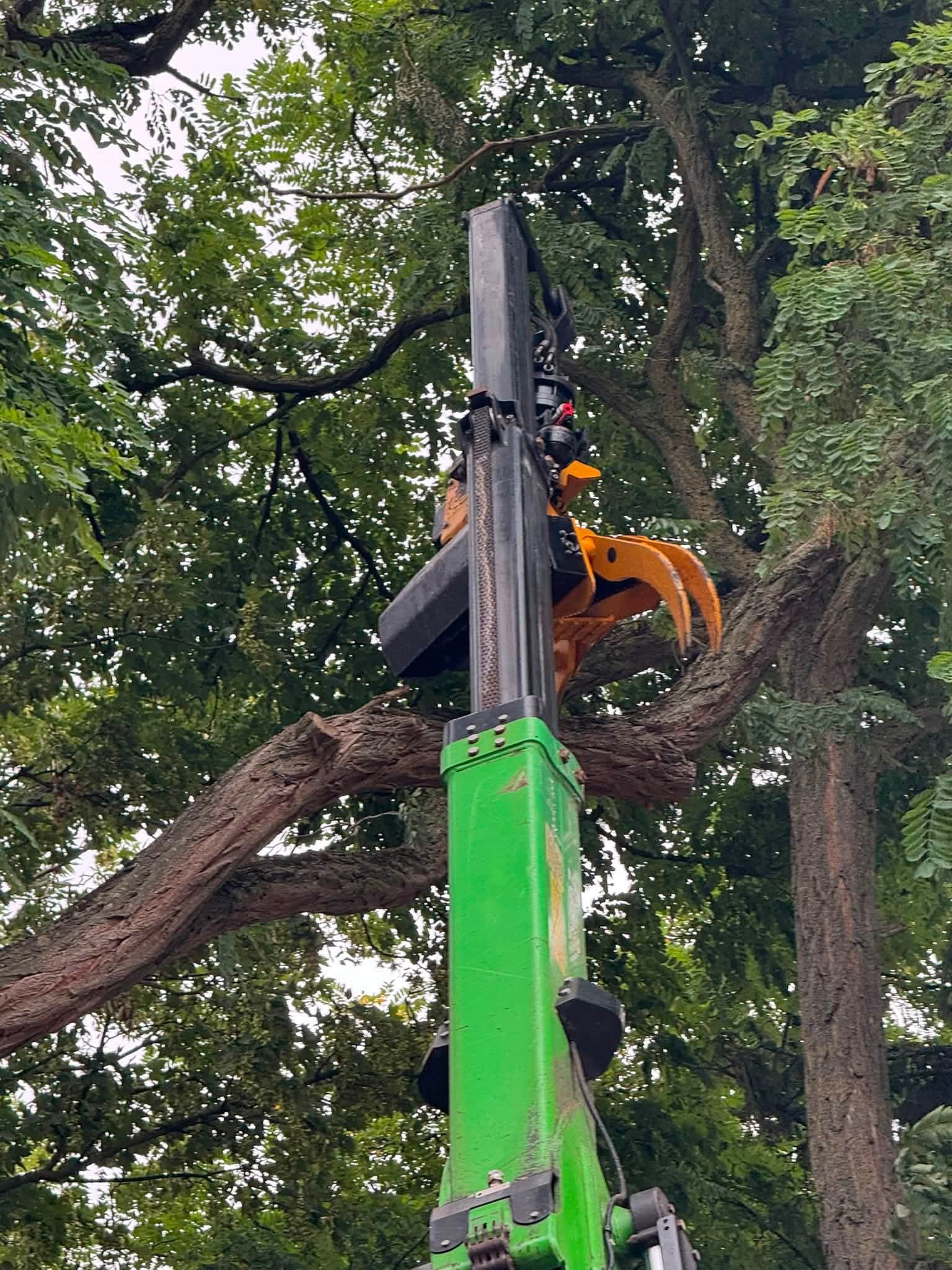 Velkraan met knijper pakt een zware tak in de boomkroon