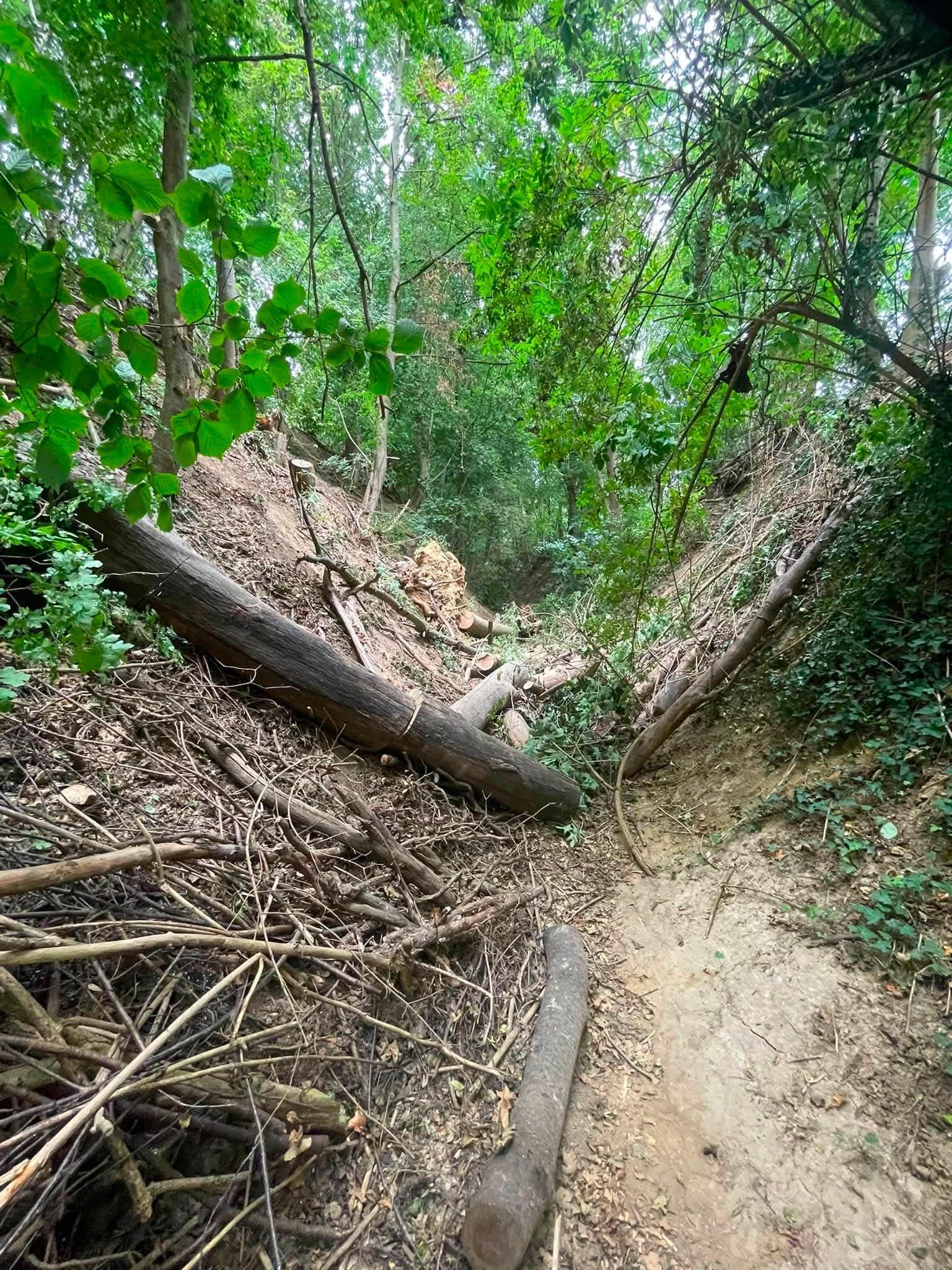 Geveld stamhout langs het steile talud van een Limburgse holle weg