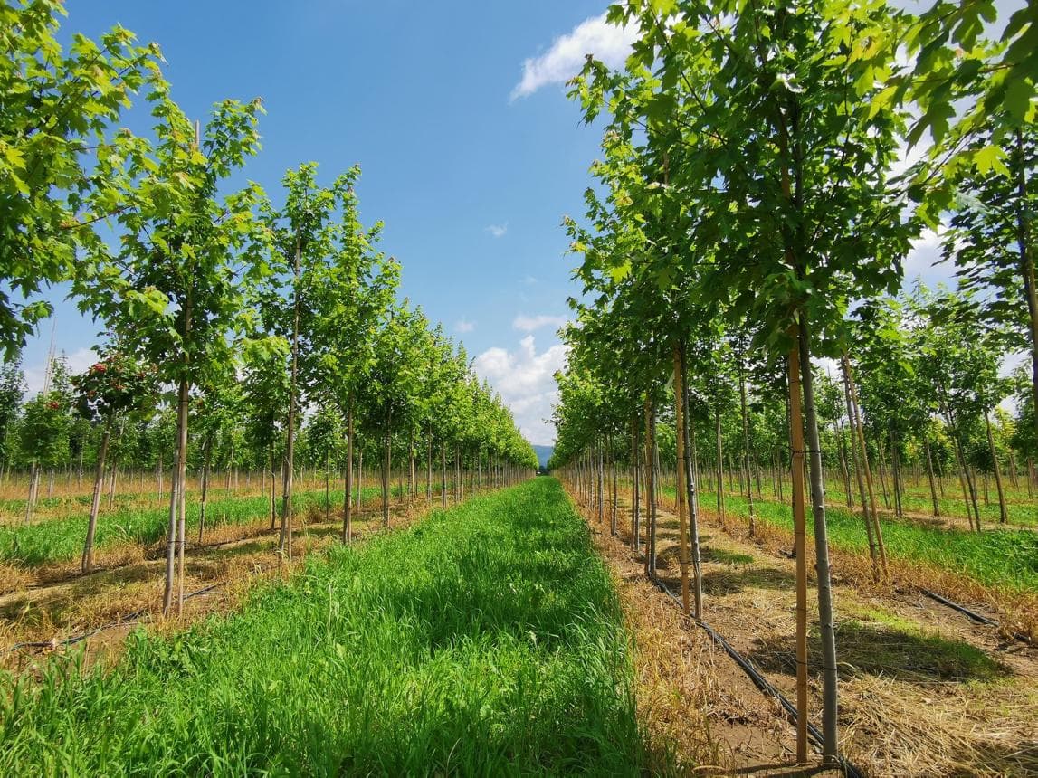 Rijen jonge laanbomen op de boomkwekerij onder een blauwe lucht