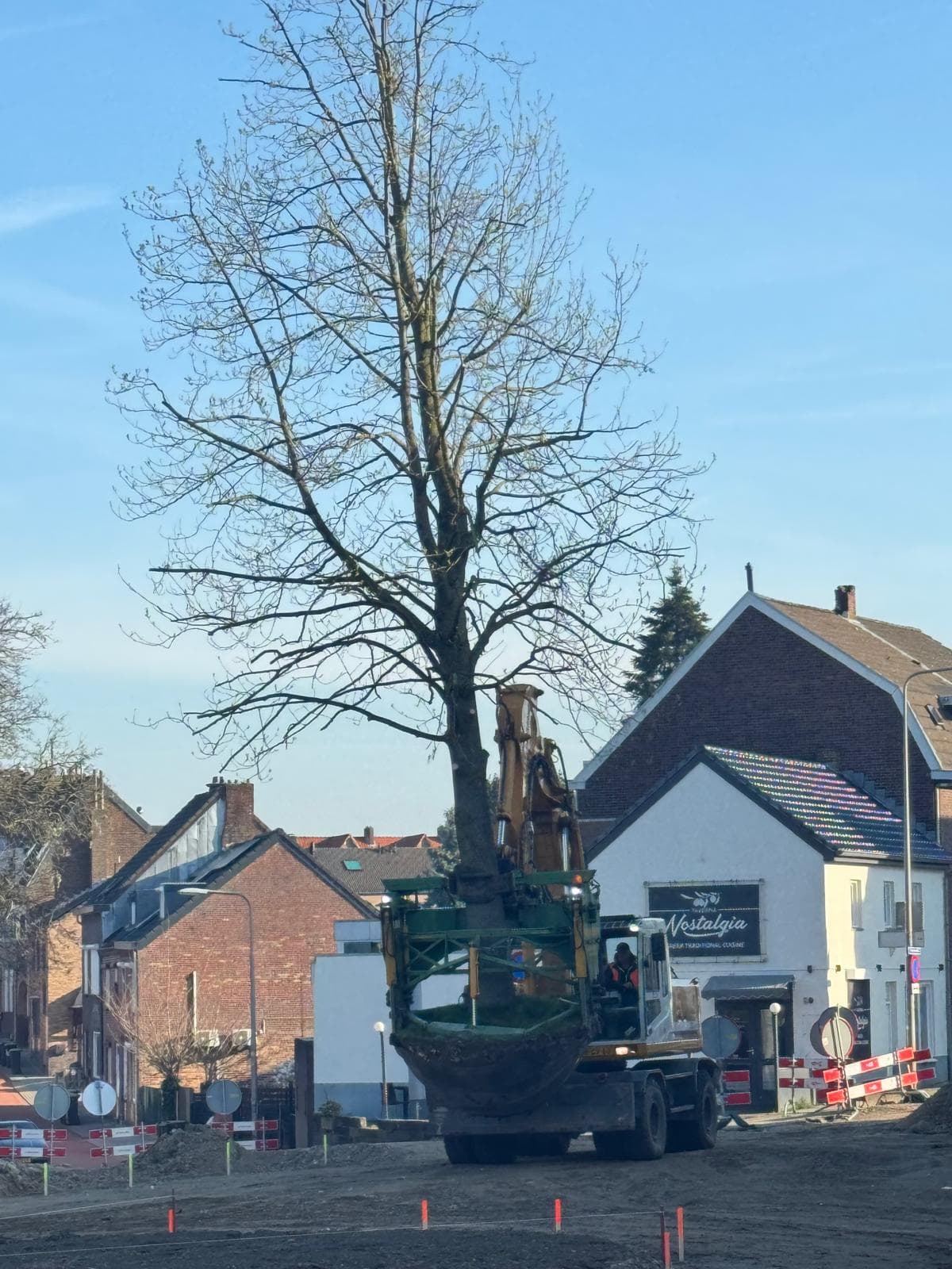 Verplantmachine vervoert een volwassen boom door een straat in Kerkrade