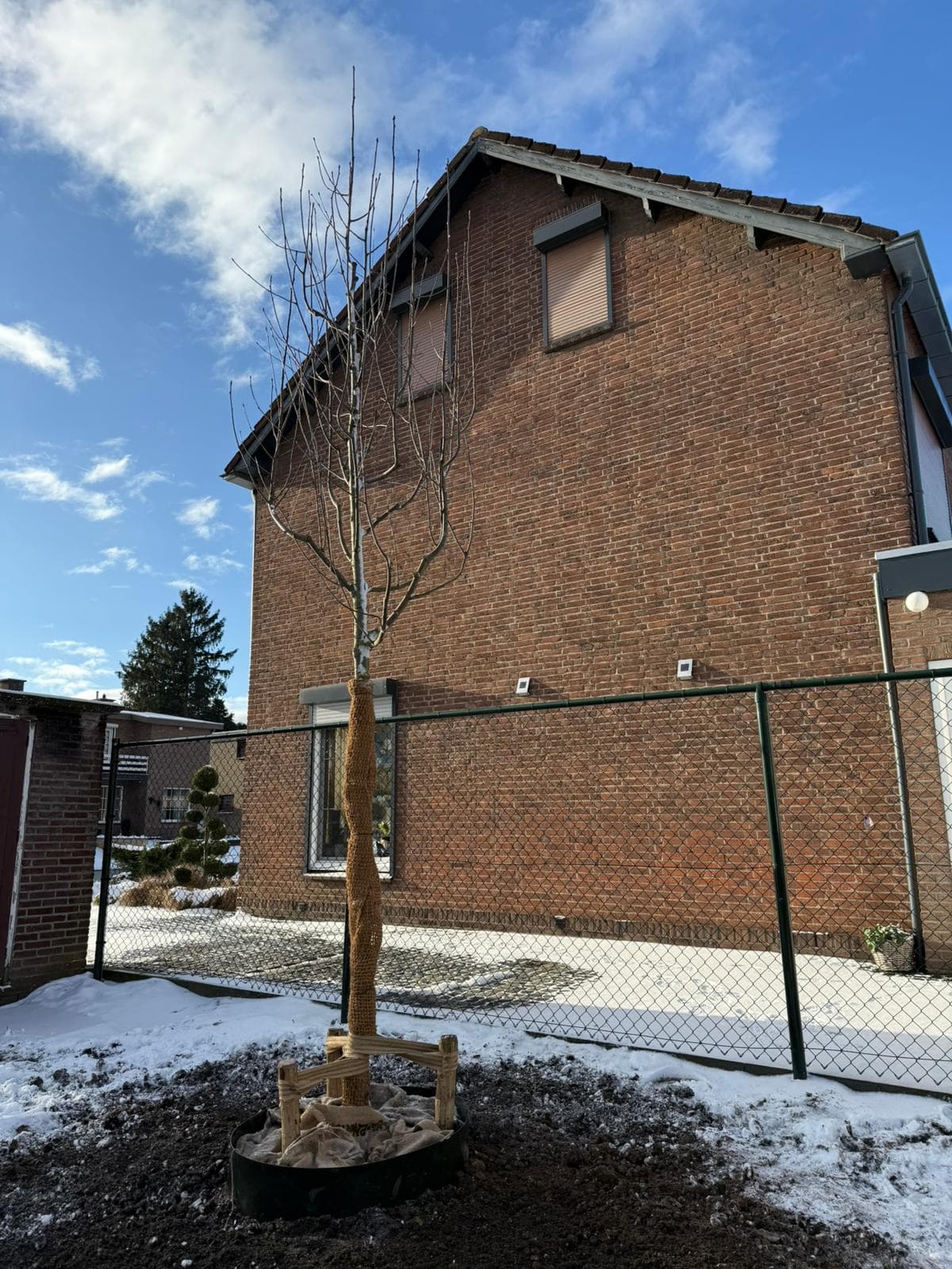 Vers geplante jonge boom met boompalen en mulch bij een woning