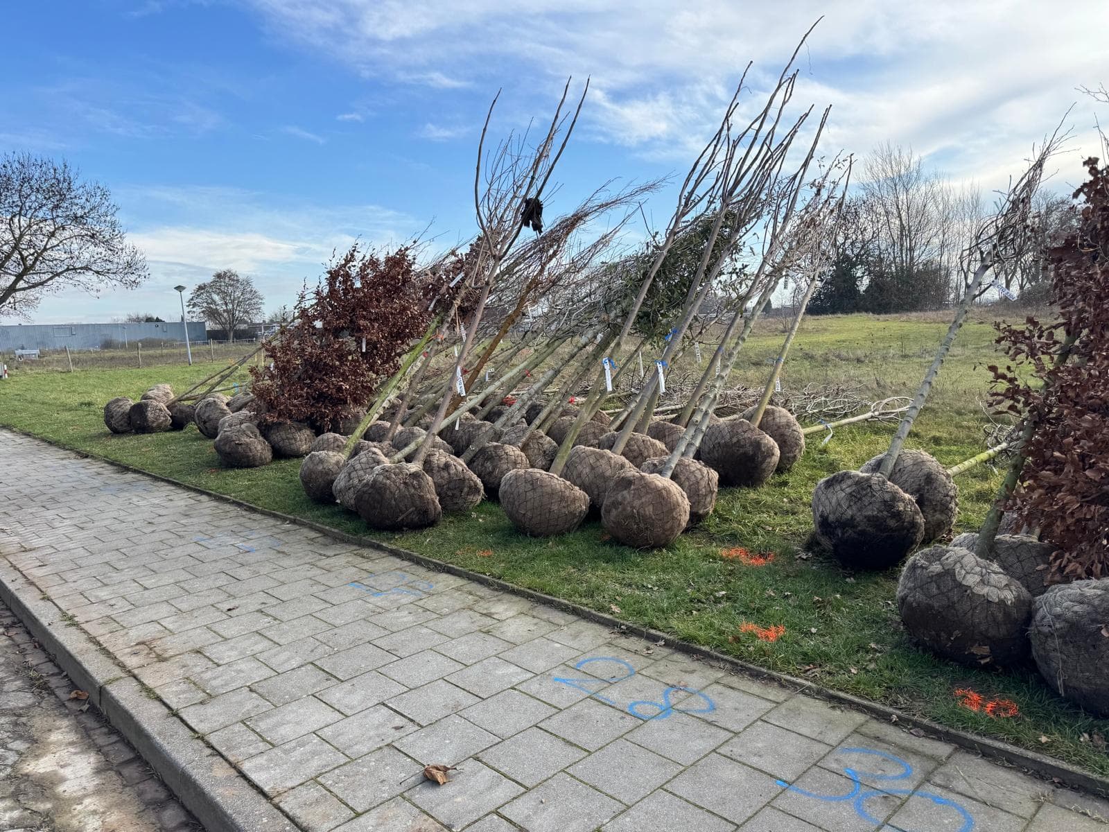 Rijen kluitbomen klaar voor aanplant langs het trottoir in Maastricht