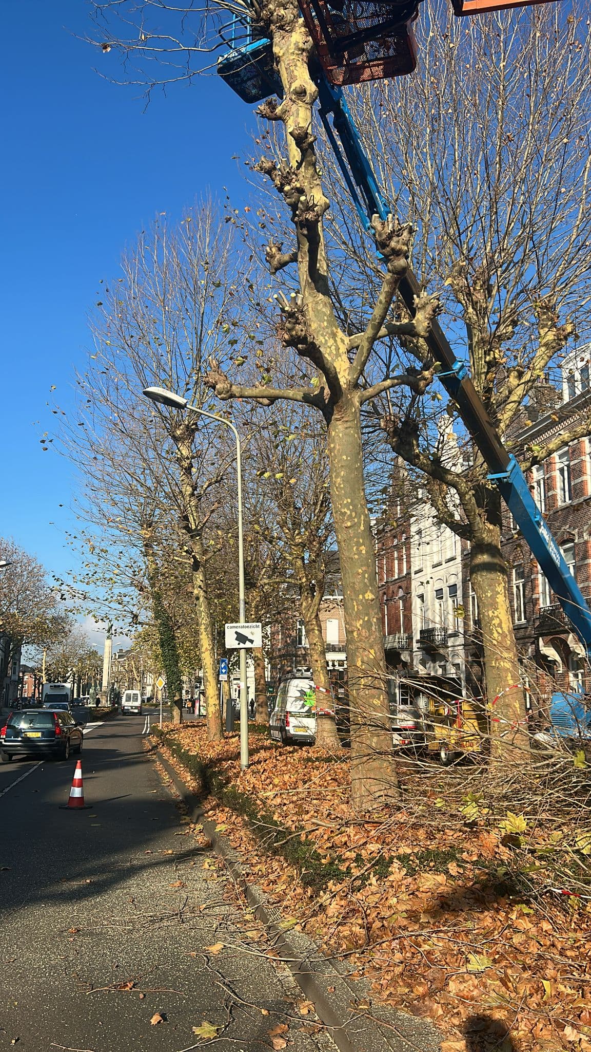 Hoogwerkerbak hoog in de kroon van een gekandelaberde plataan