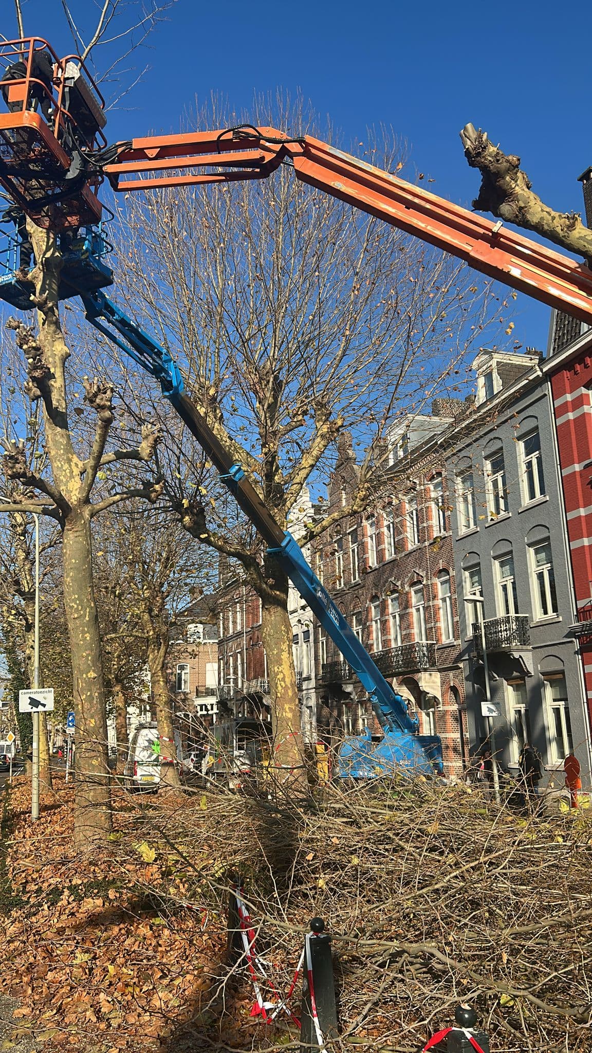 Hoogwerkers zetten gekandelaberde platanen terug aan de Wilhelminasingel in Maastricht