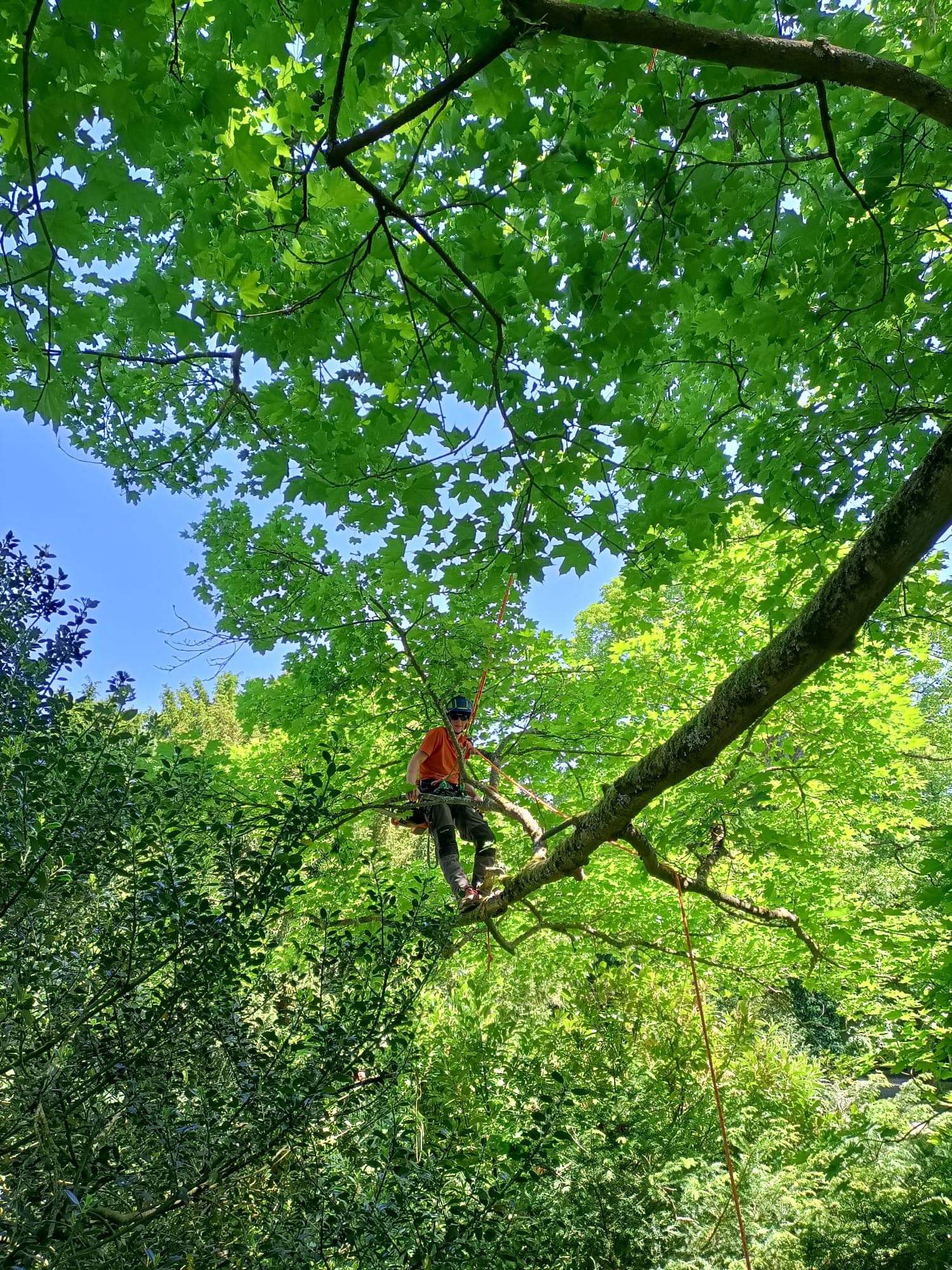 Klimmende boomverzorger snoeit hoog in een groene boomkroon
