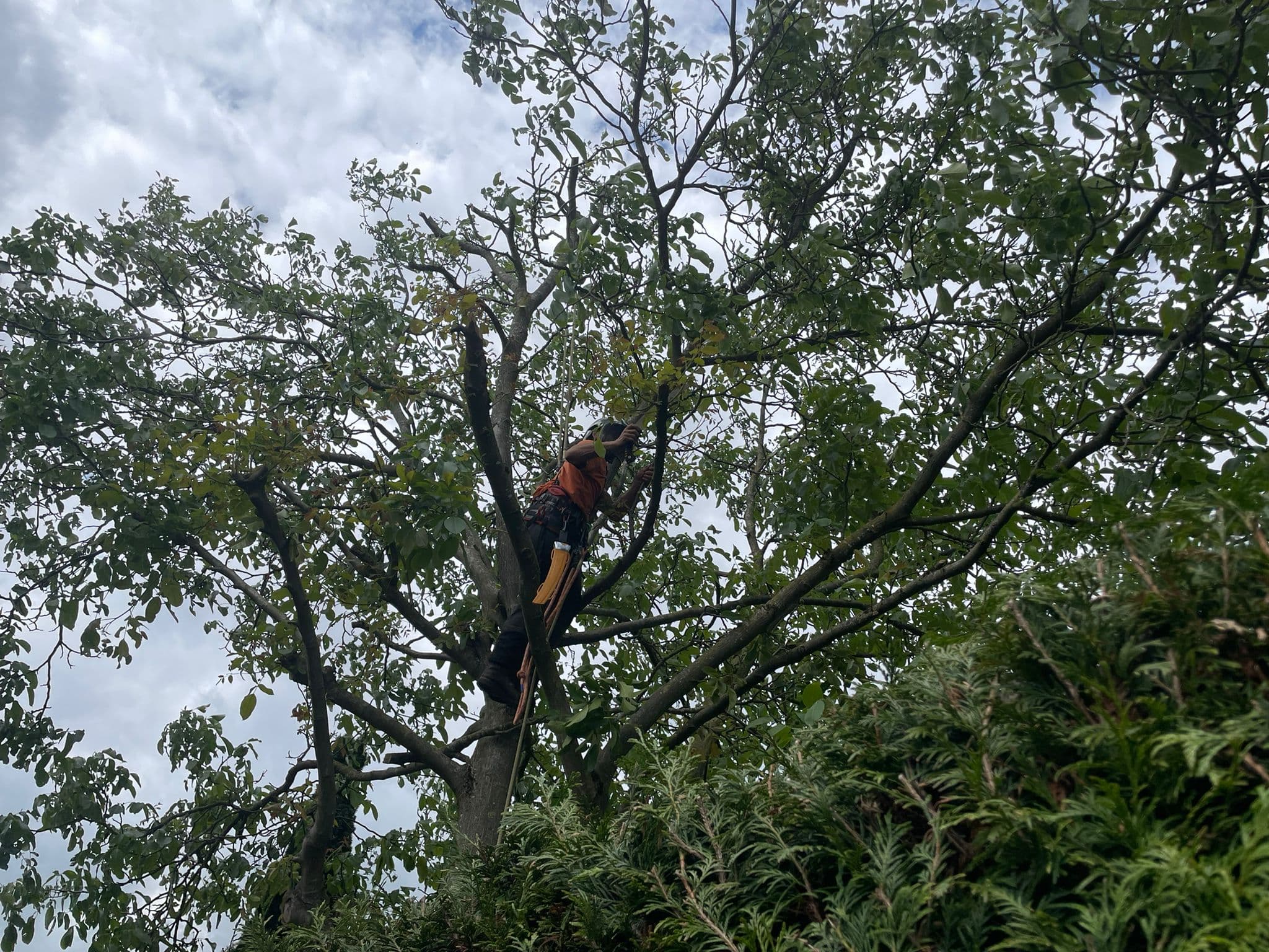 Klimmer met kettingzaag hoog in de kroon van een loofboom
