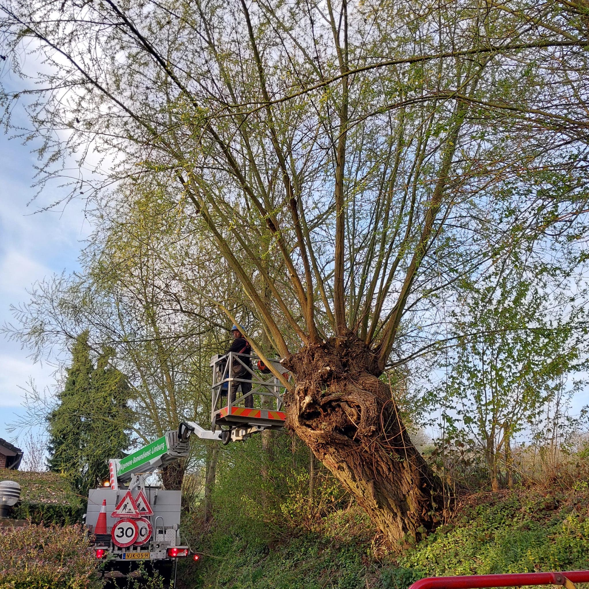 Boomverzorger snoeit een grote knotwilg vanuit de hoogwerker in Limburg
