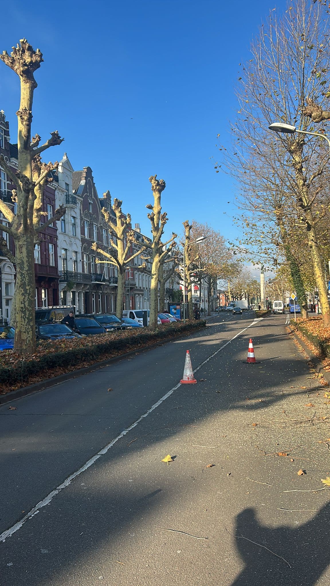 Gesnoeide laanbomen met verkeersmaatregelen op de rijbaan