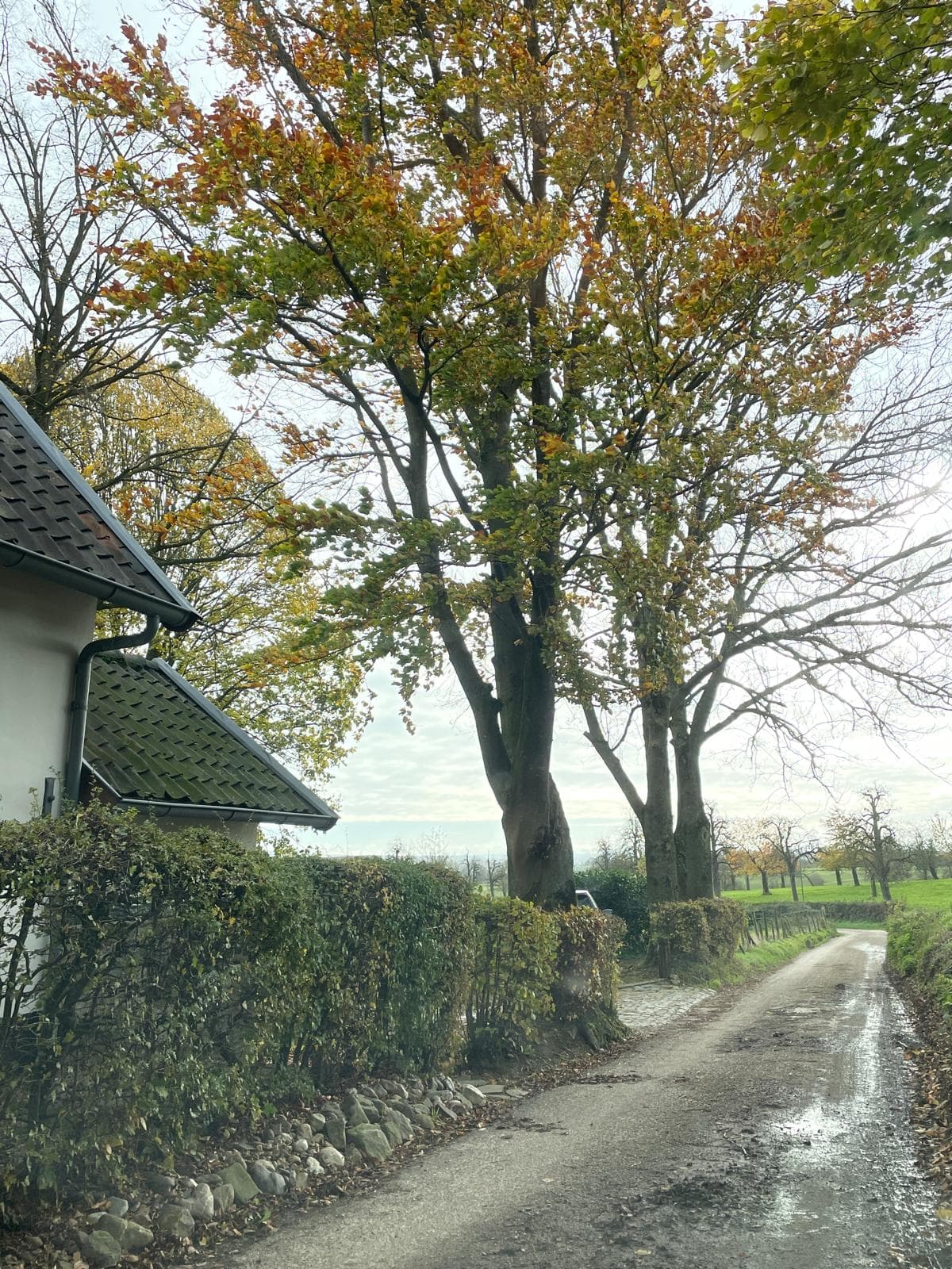 Beuken langs een landweg in herfstkleuren tijdens het veldwerk