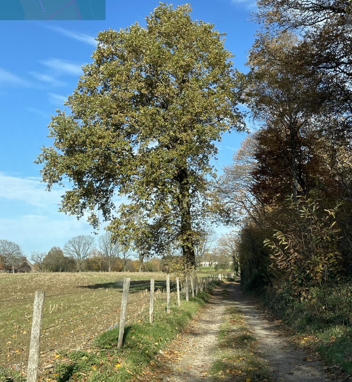 Solitaire eik langs een veldweg tijdens de inventarisatieronde
