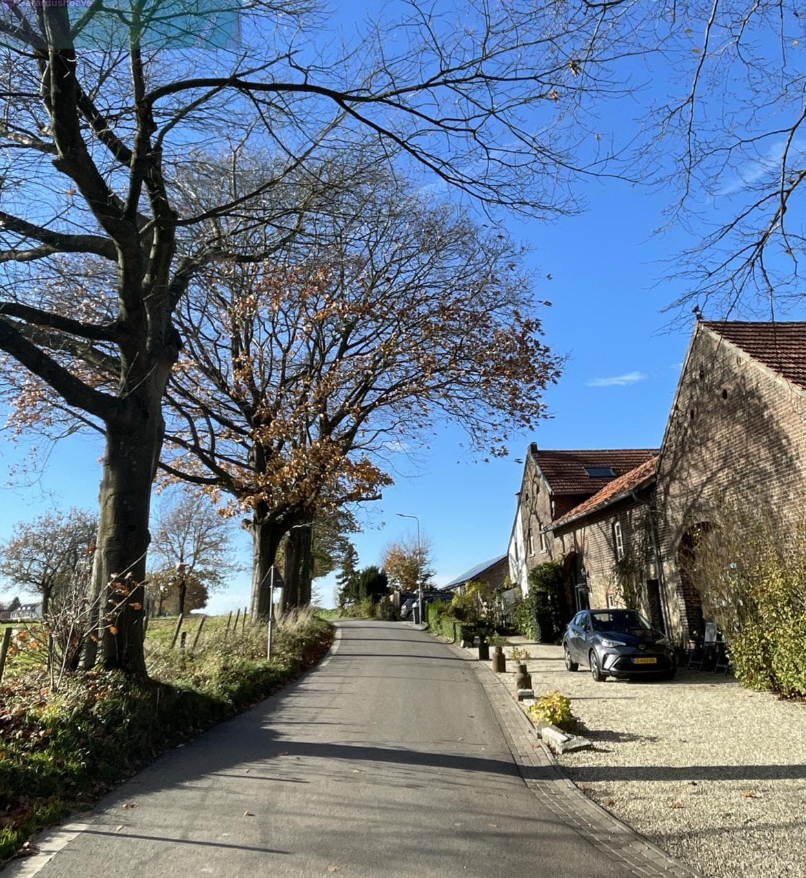 Monumentale laanbomen in het Limburgse landschap tijdens een taxatie