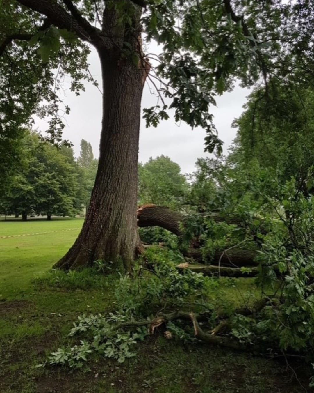 Zwaar beschadigde boomstam na stormschade, aanleiding voor een taxatie