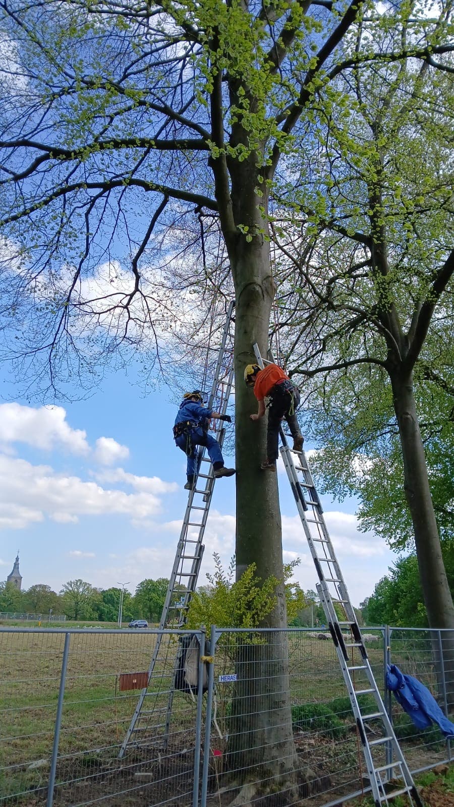 Onderzoekers plaatsen meetapparatuur op een beukenstam voor nader onderzoek