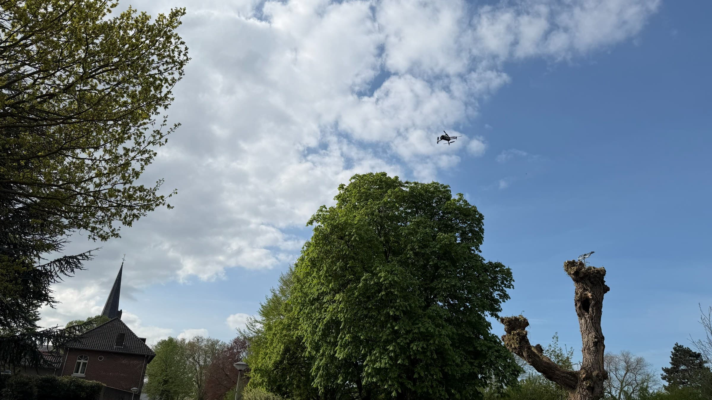 Drone inspecteert een holle knotboom naast een monumentale kastanje