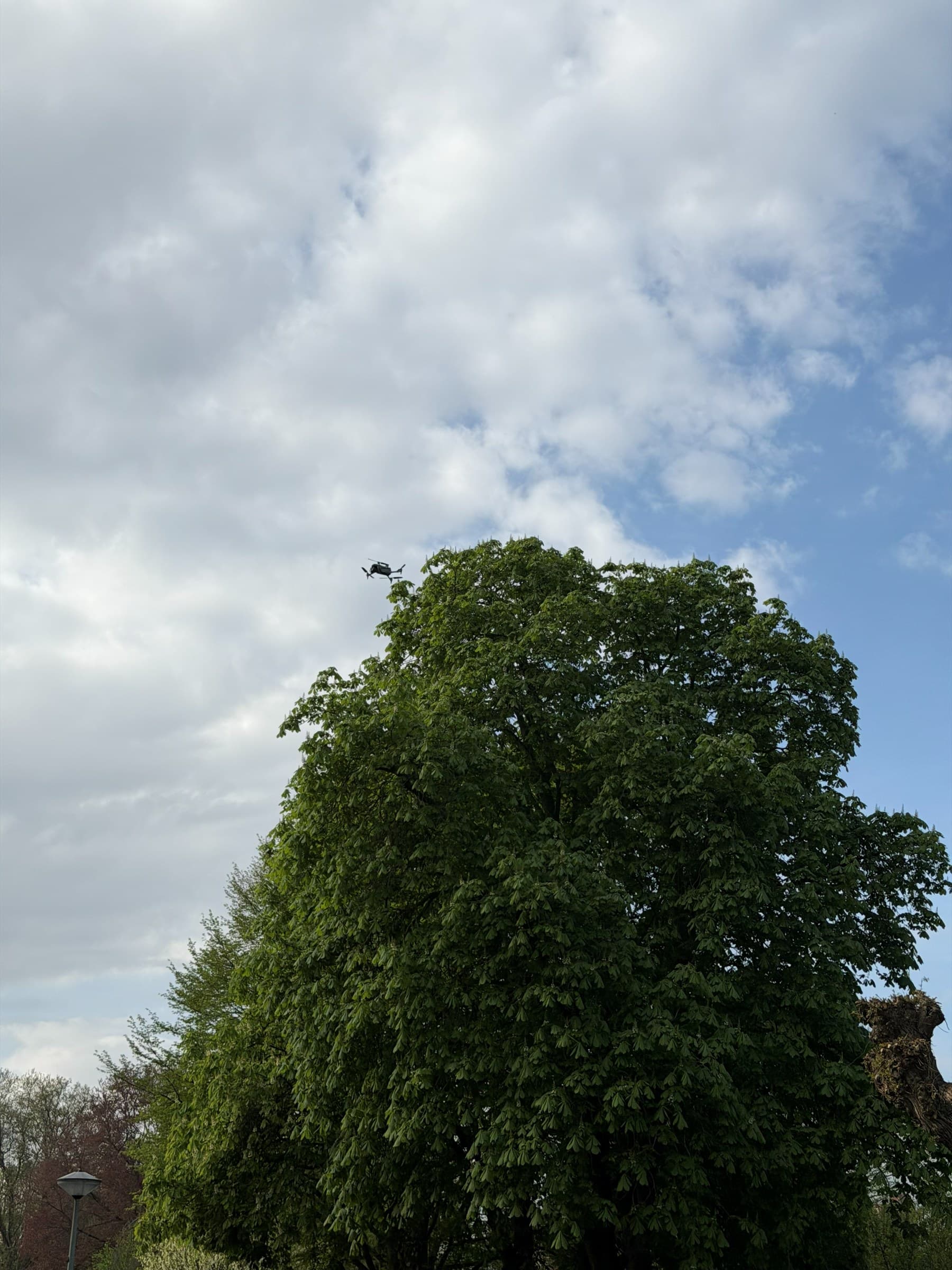 Drone hangt boven de kroon van een kastanje voor inspectie van de boomtop