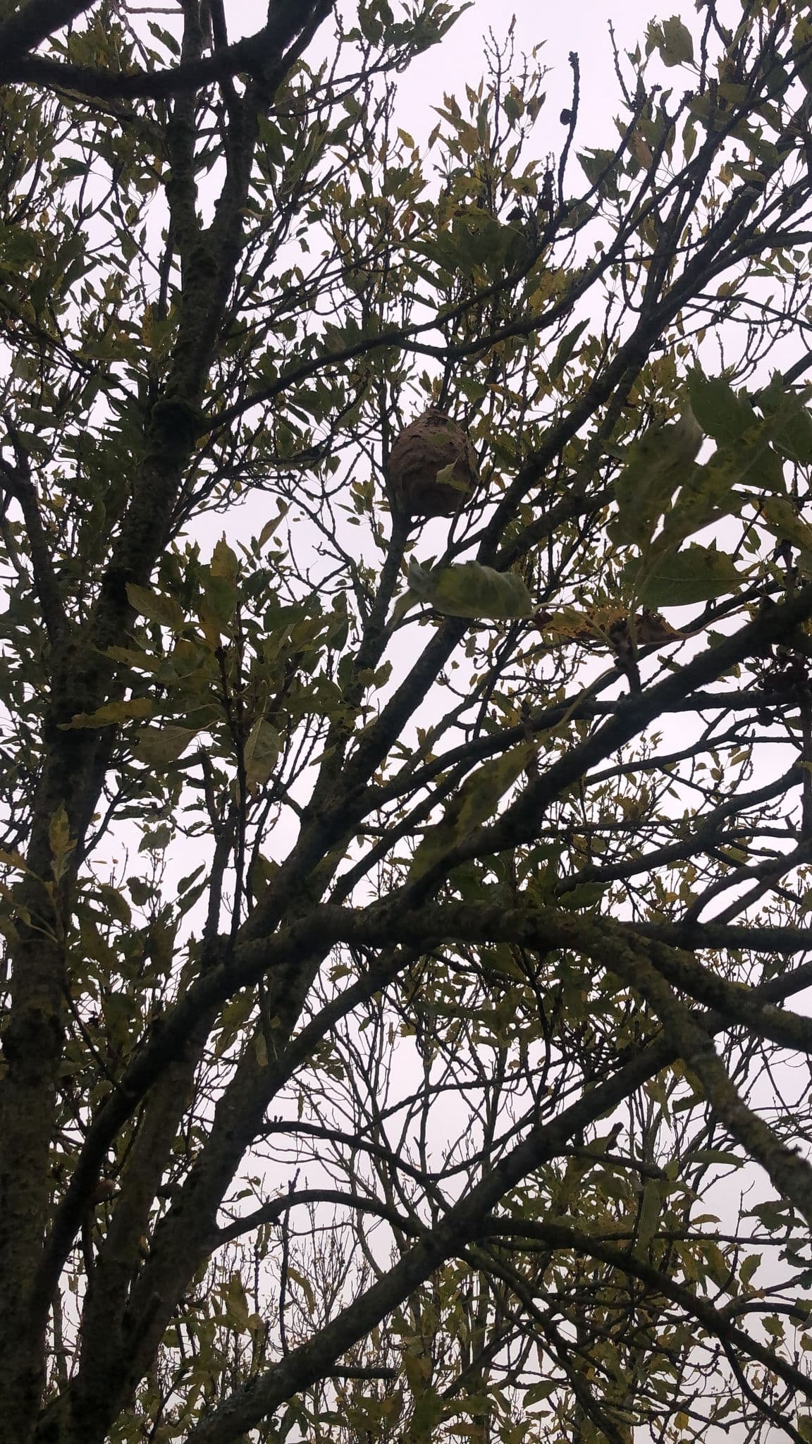 Groot nest van de Aziatische hoornaar hoog in een boomkroon