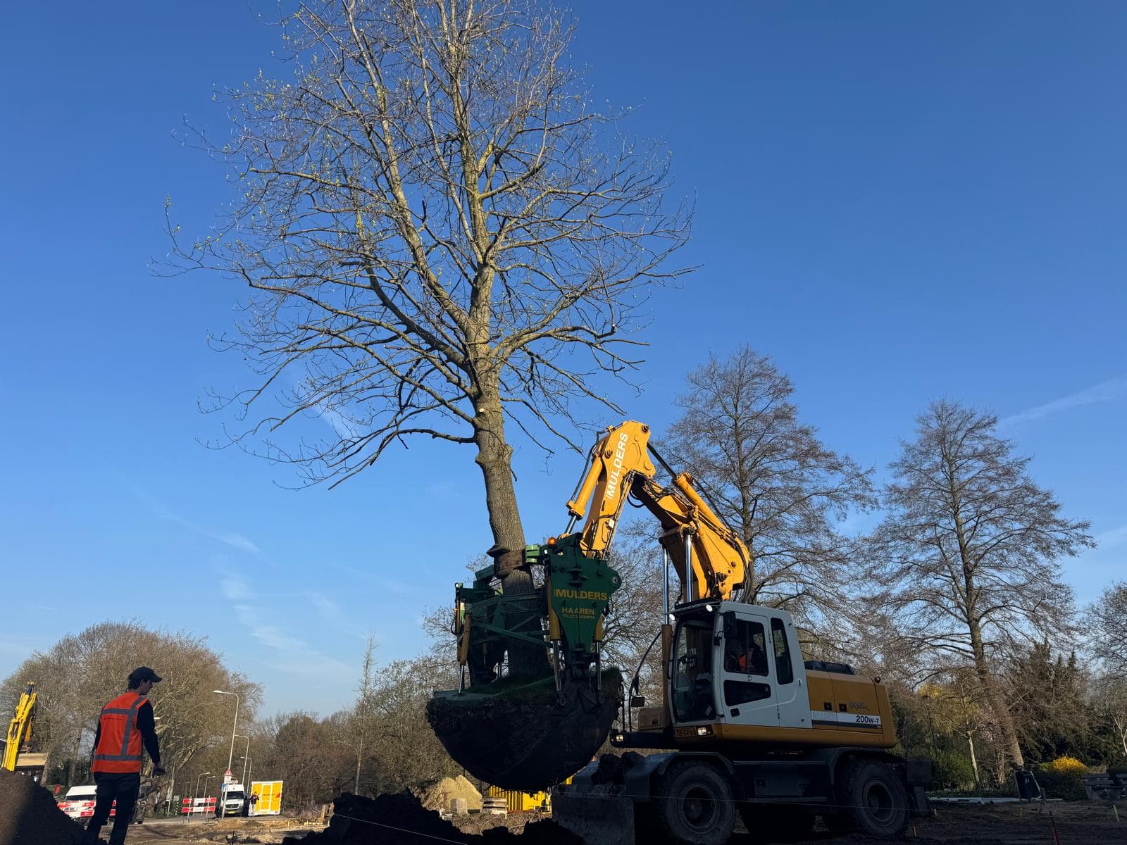 Verplantmachine vervoert een volwassen boom naar de nieuwe standplaats in Kerkrade