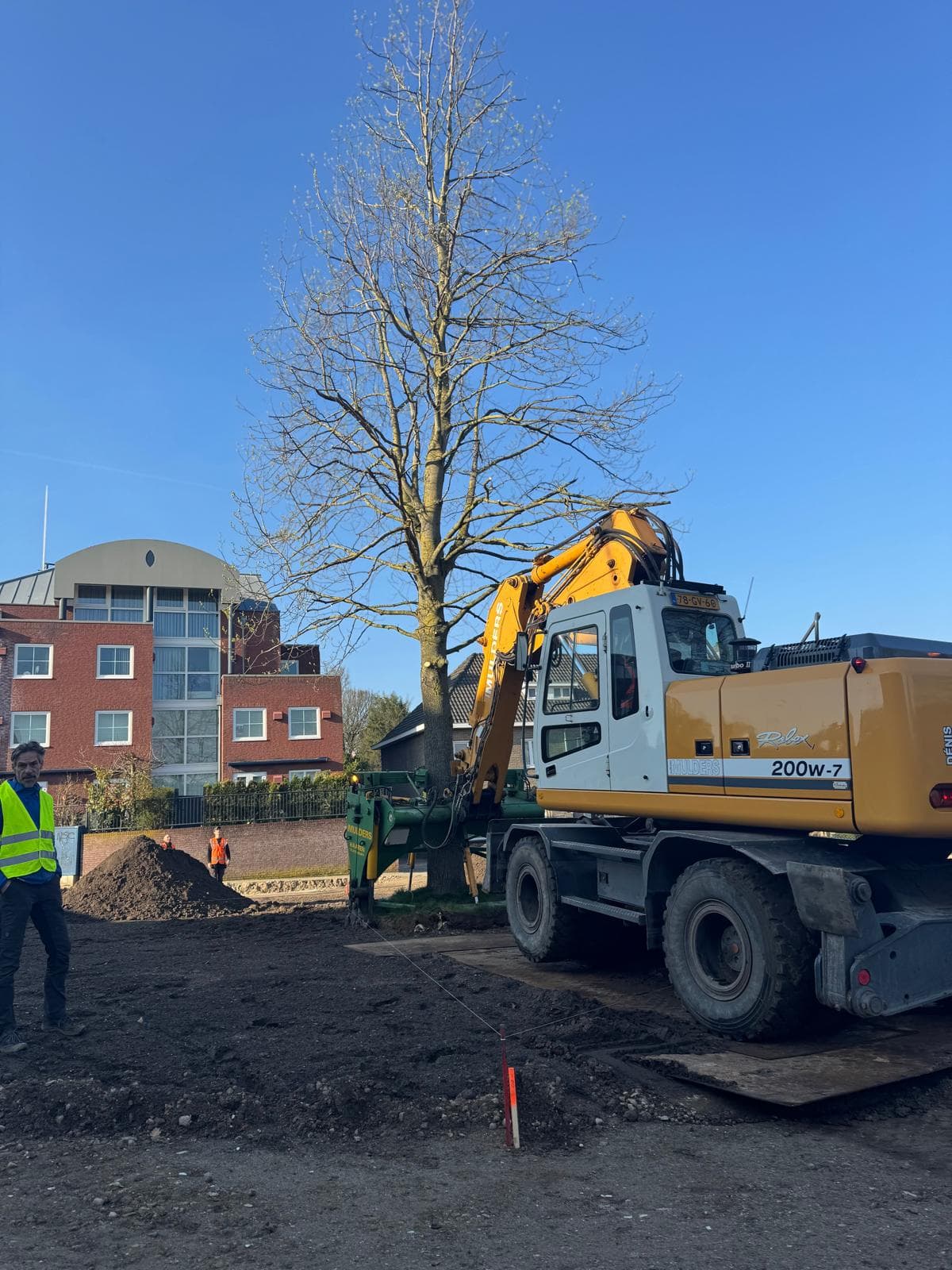 Boom wordt geplant op een zorgvuldig voorbereide nieuwe standplaats