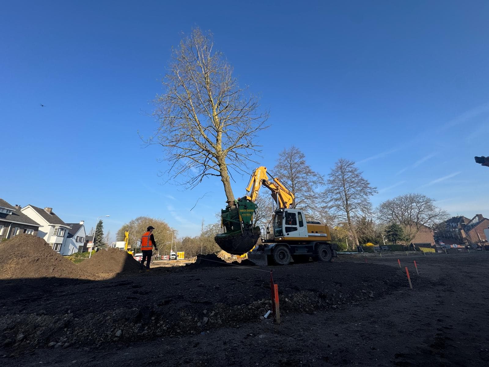 Verplantmachine tilt een volwassen boom tijdens een verplantbaarheidsonderzoek