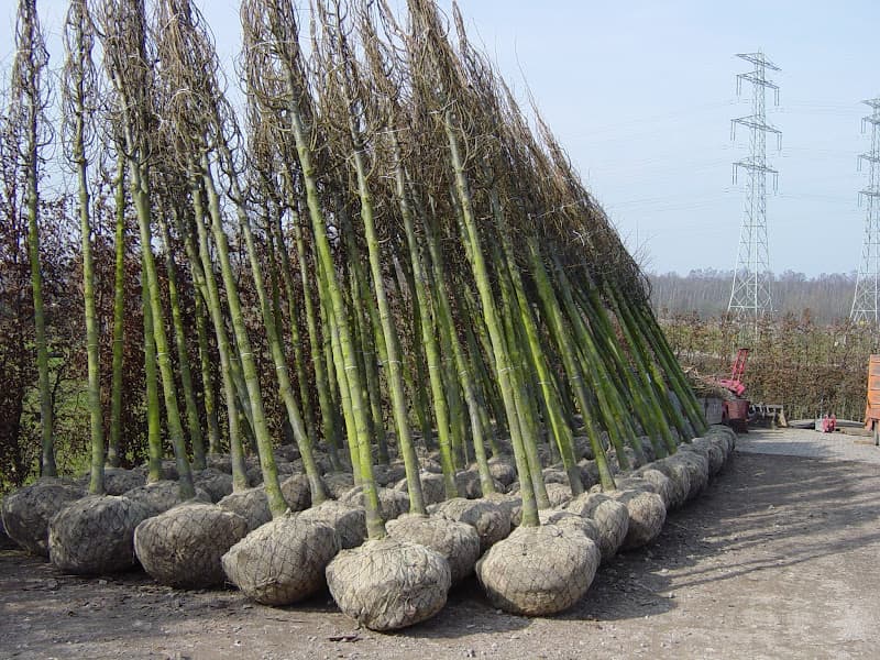 Aanplant van een jonge boom met verankering en gietrand