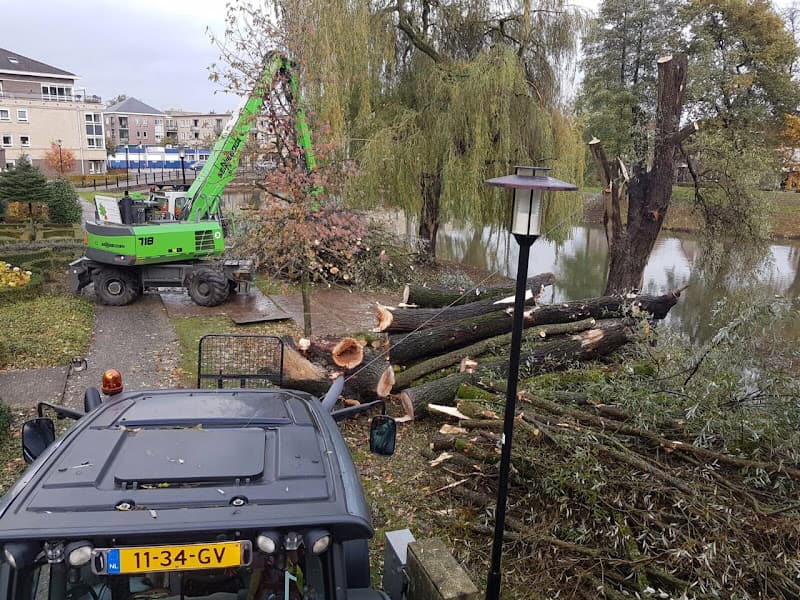 Gecontroleerd vellen van een boom door Algemene Bomendienst Limburg