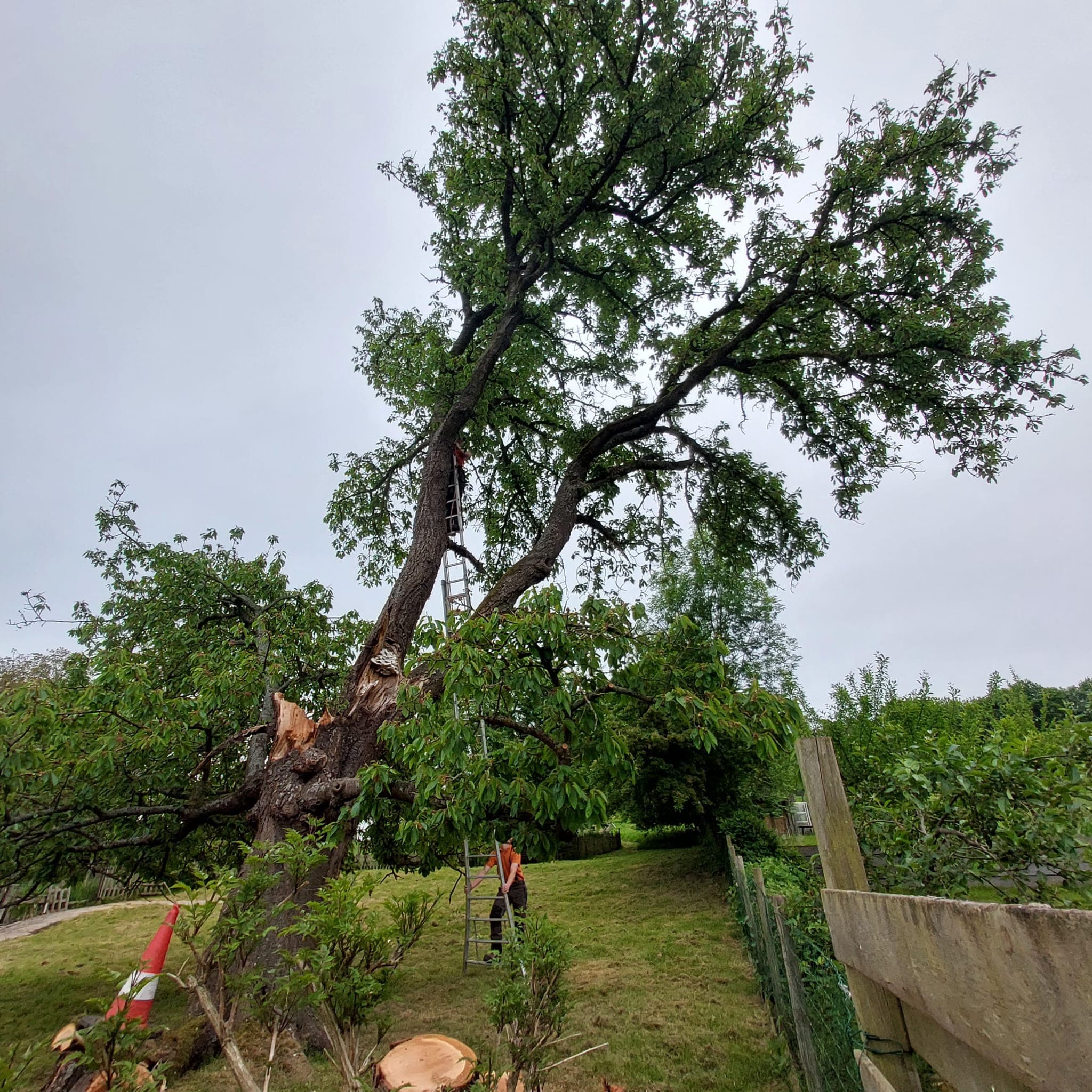 Oude fruitboom met scheuren en aantastingen tijdens de beoordeling