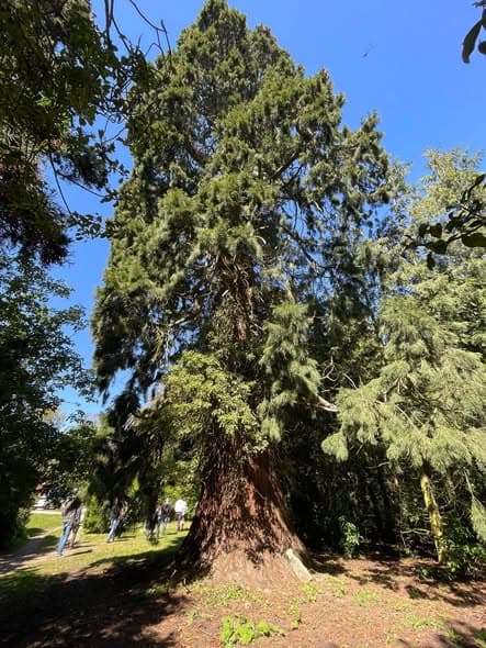 25 jaar geleden begon het met passie voor bomen, foto 4