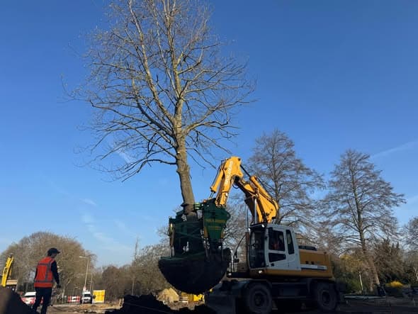 Succesvolle boomverplanting in Kerkrade, foto 4