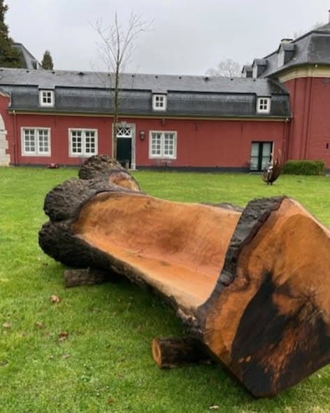 A tree that witnessed centuries, foto 5