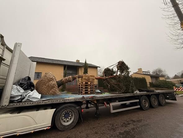 Grove den van formaat geplant, foto 1