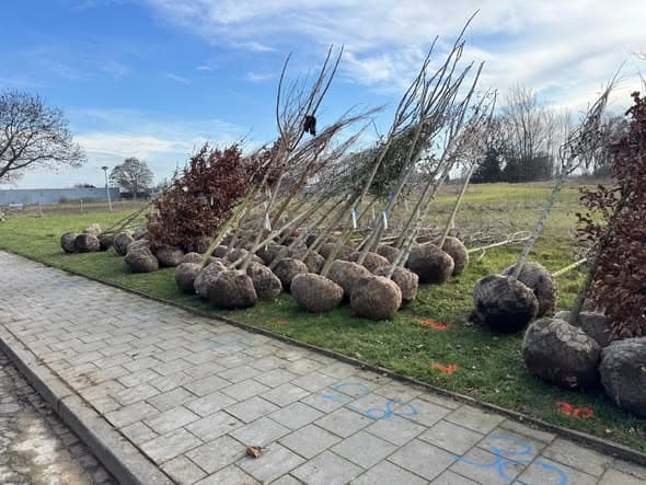 Sterke start: honderden bomen geplant, foto 1