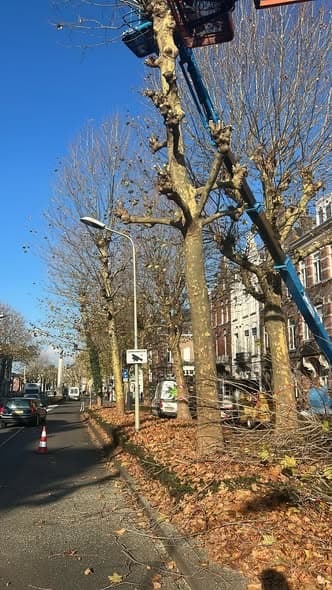 Gekandelaberde bomen aan de Wilhelminasingel, foto 1
