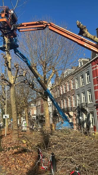 Gekandelaberde bomen aan de Wilhelminasingel, foto 2