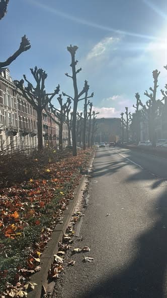 Gekandelaberde bomen aan de Wilhelminasingel, foto 3