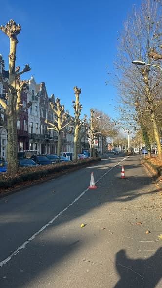 Gekandelaberde bomen aan de Wilhelminasingel, foto 4