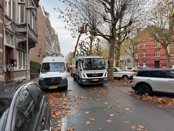 Gekandelaberde bomen aan de Wilhelminasingel, foto 5