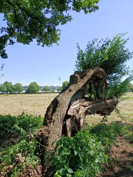 Boomonderhoud op topniveau: CHIO Aken, foto 2