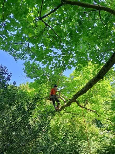 Boomonderhoud op topniveau: CHIO Aken, foto 3