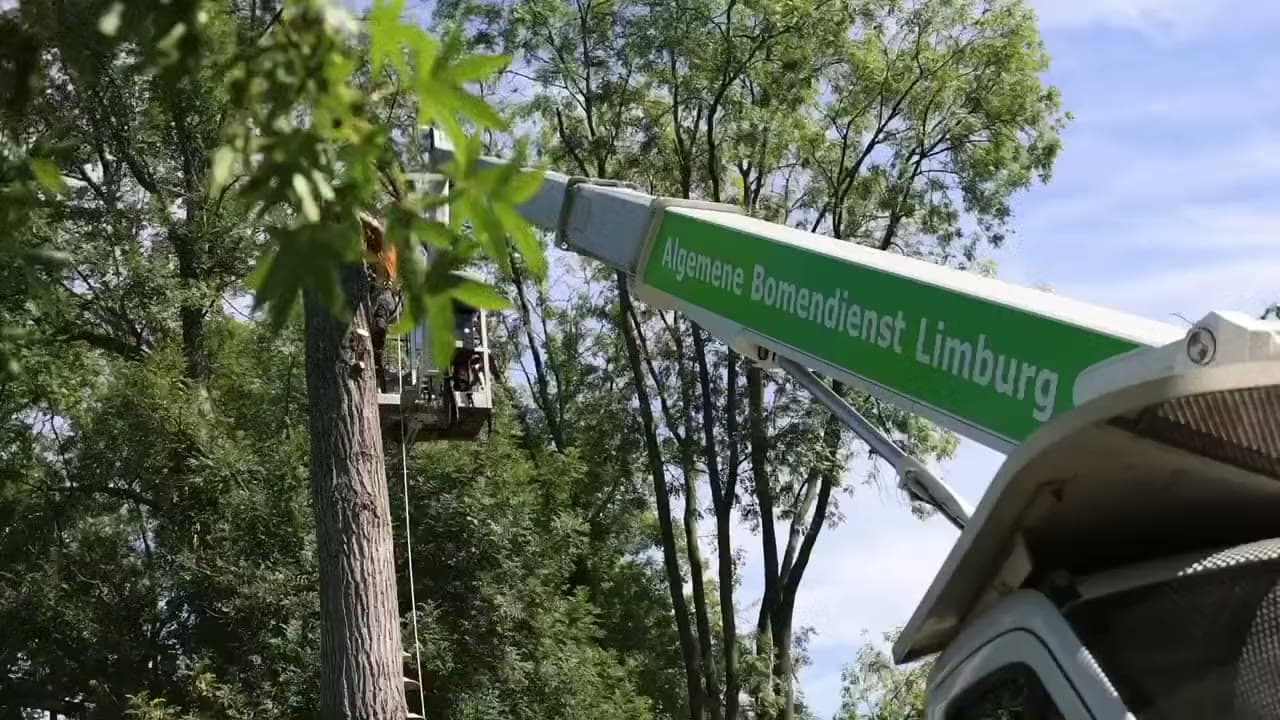 Hoogwerker van Algemene Bomendienst Limburg tijdens snoeiwerk hoog in de boomkroon